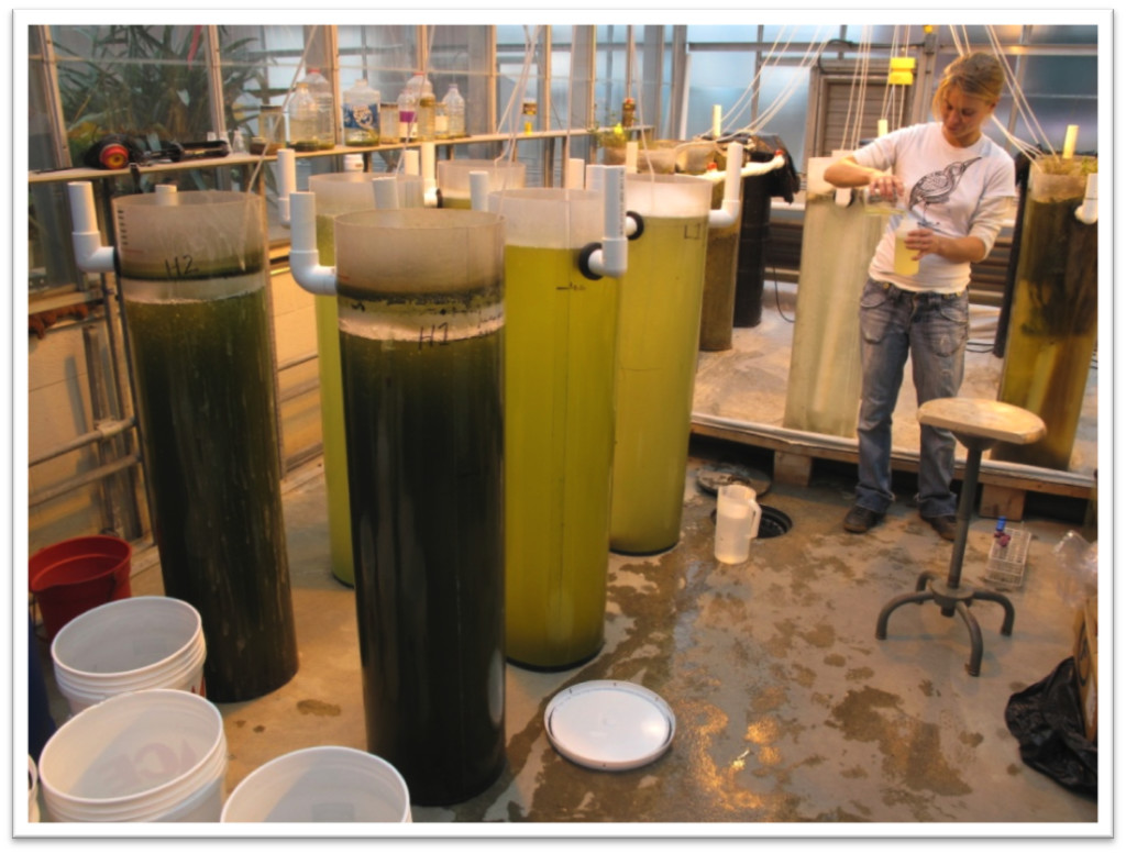 Algae Samples