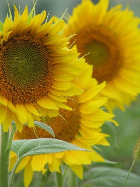 Oilseed Sunflower