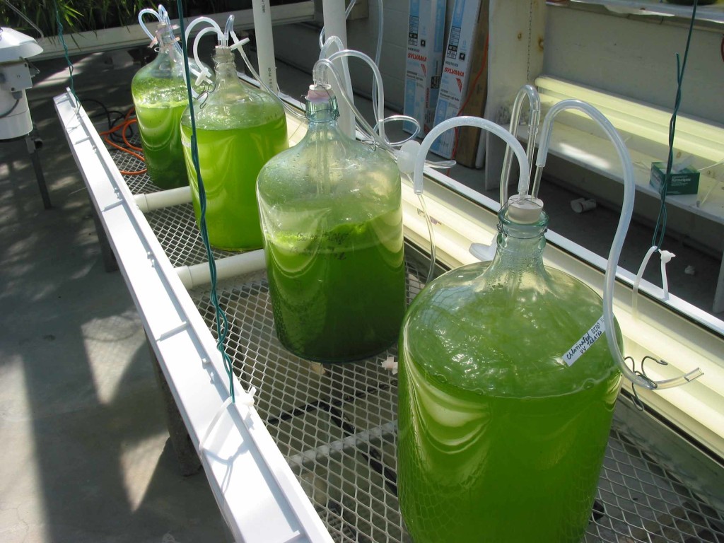 Algae Inoculation