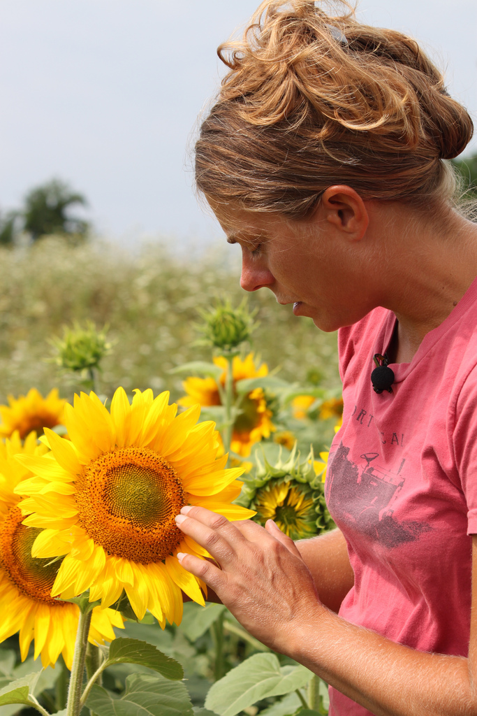 Researcher with Sunflower