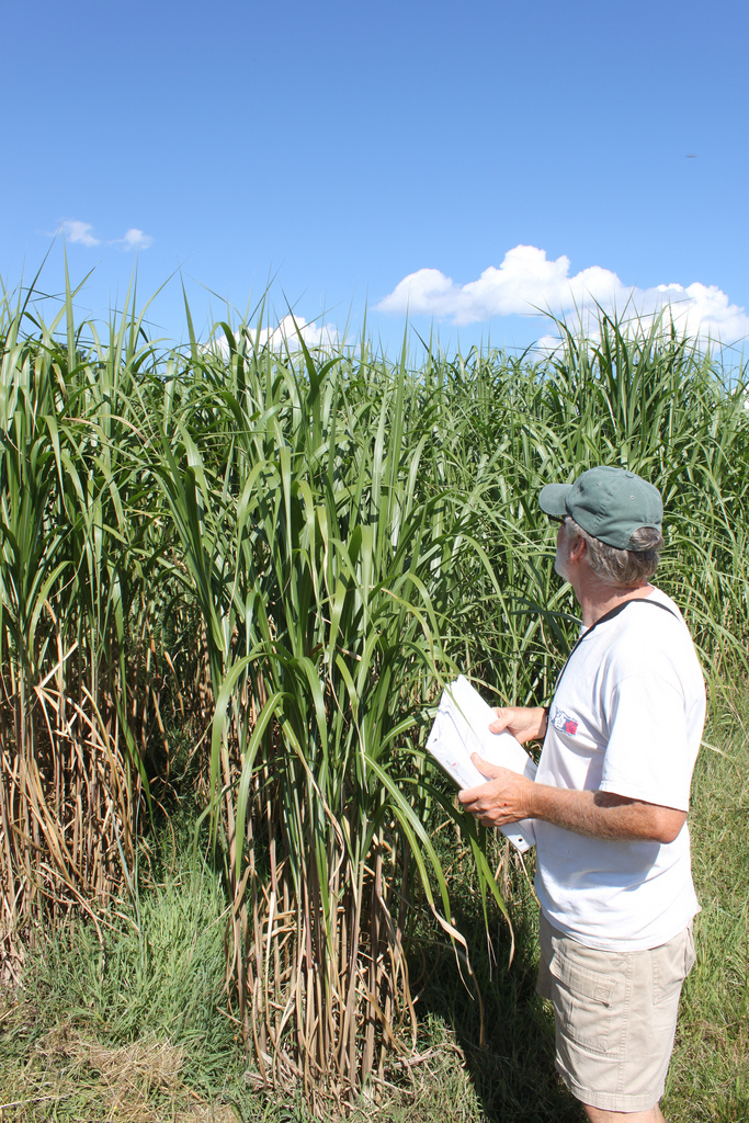 Researcher and Miscanthus