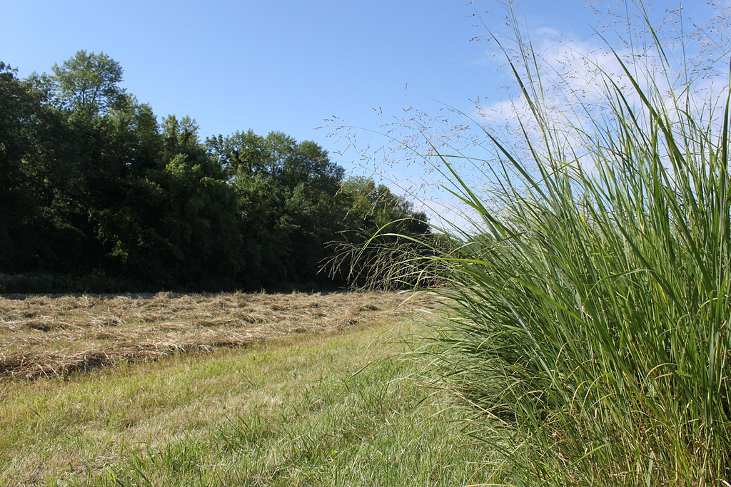 Switchgrass Harvest