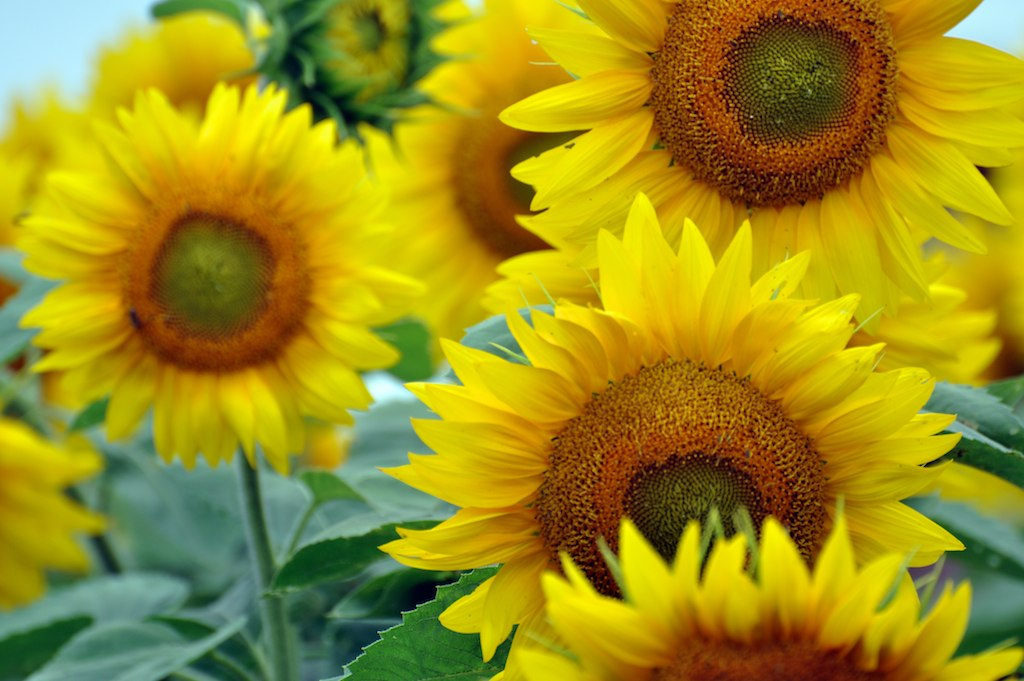 Oilseed Sunflowers