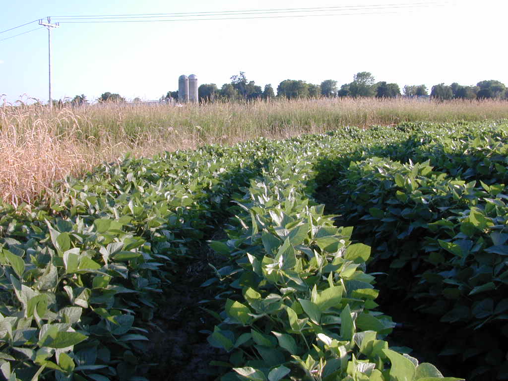 Soybean Crop