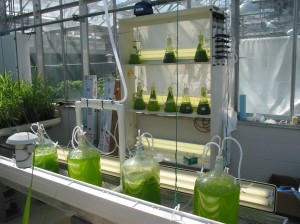 An algae incubation lab at the University of Vermont funded by the Vermont Bioenergy Initiative.