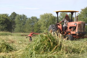 Switchgrass is being harvested at Meach Cove in Vermont for grass heat energy.