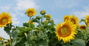 Sunflower Bioenergy