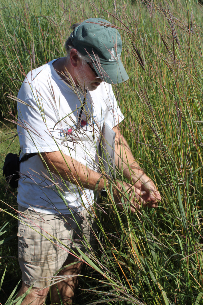 Researcher and Switchgrass