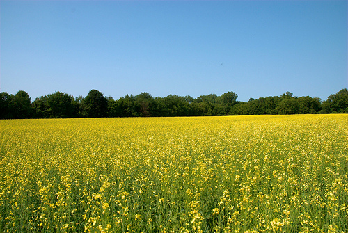 Canola in Bloom