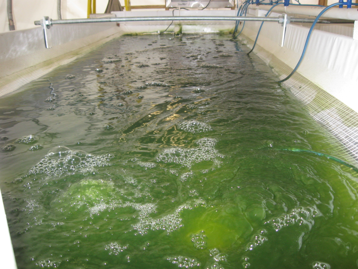 Algae and Energy in the Northeast Conference VT Bioenergy Connects