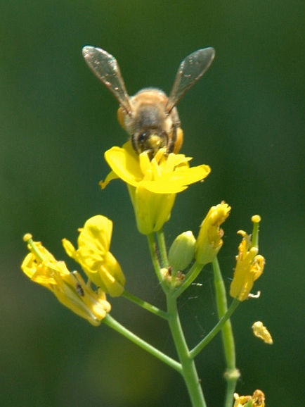 Canola Flower & Bee