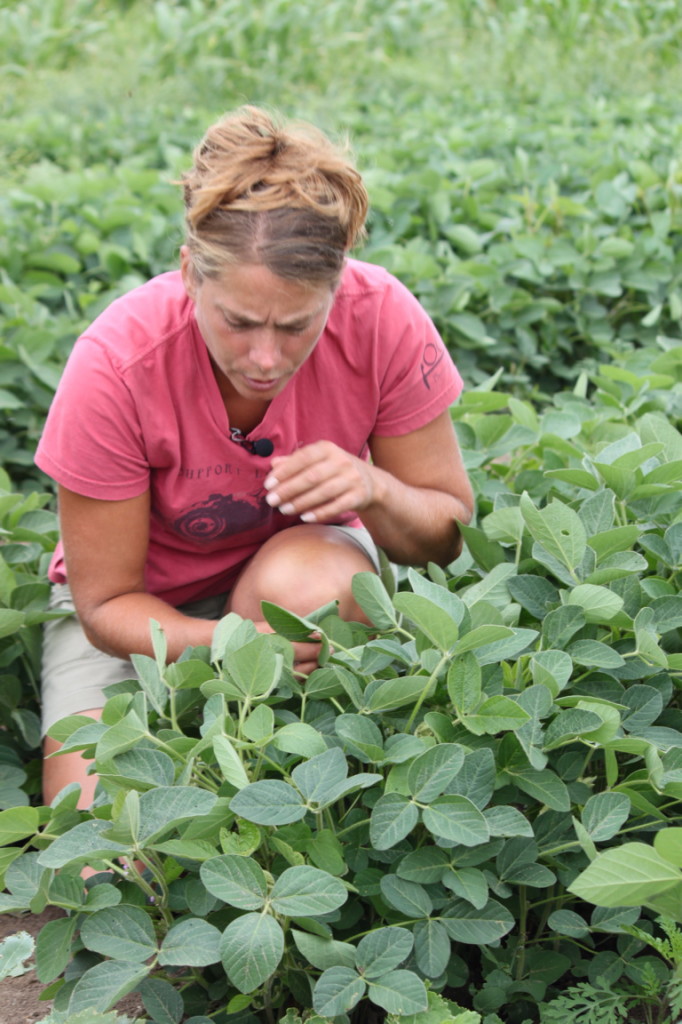 Researcher and Soybeans