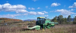 sunflowers being harvested at state line farm in shaftsbury vt